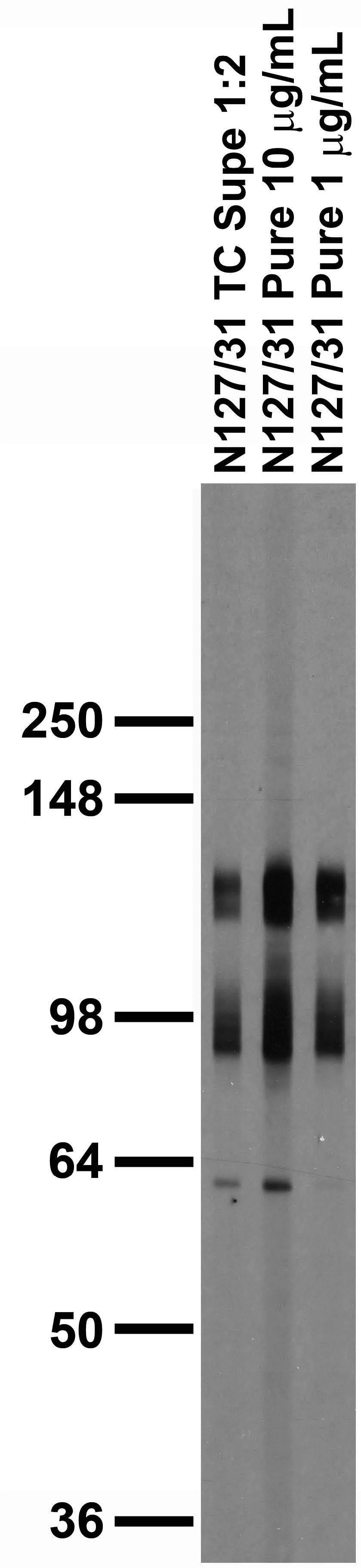 Anti-Pan-SAPAP Antibody - Image 5