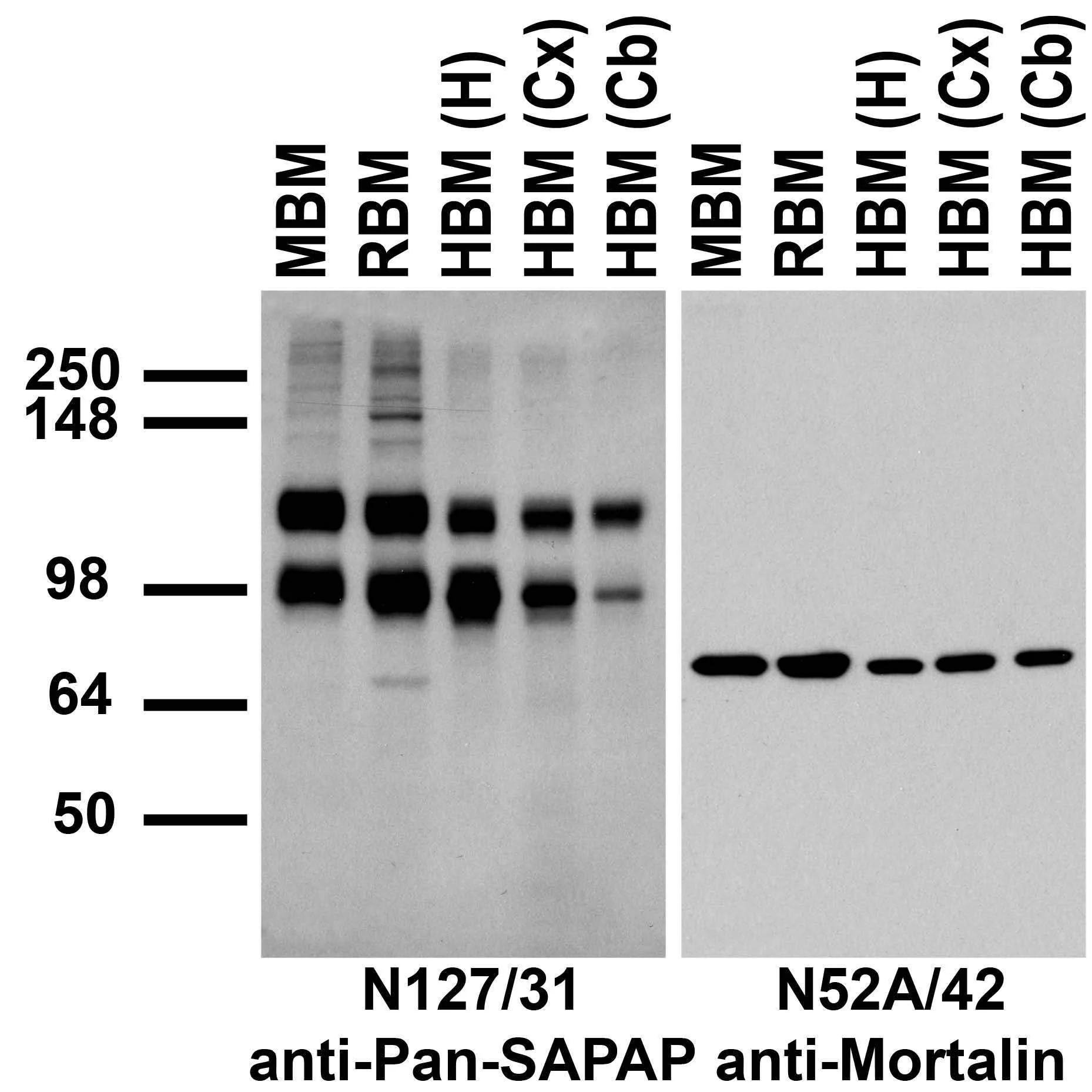 Anti-Pan-SAPAP Antibody - Image 6