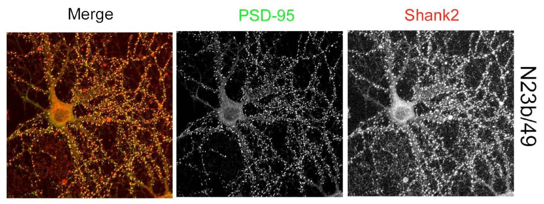 Anti-Pan-Shank Antibody