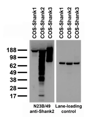Anti-Pan-Shank Antibody - Image 3