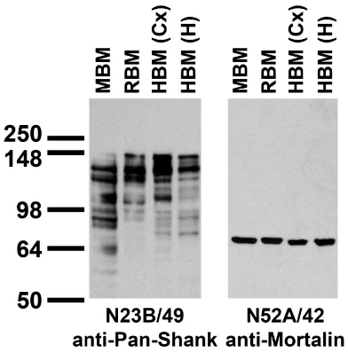 Anti-Pan-Shank Antibody - Image 4