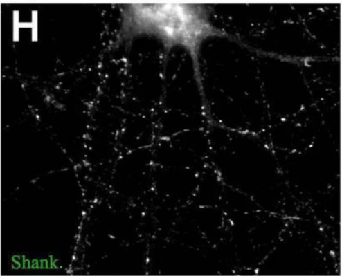 Anti-Pan-Shank Antibody - Image 5