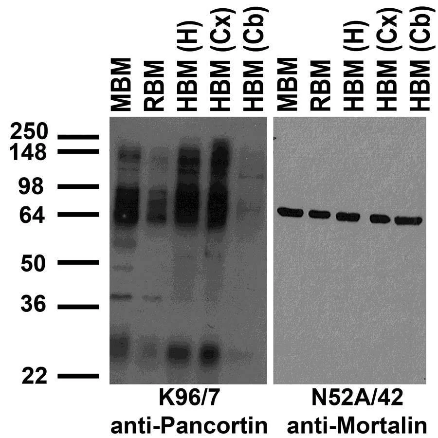 Anti-Pancortin Antibody