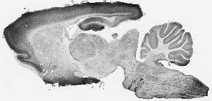 Anti-Pancortin Antibody - Image 2
