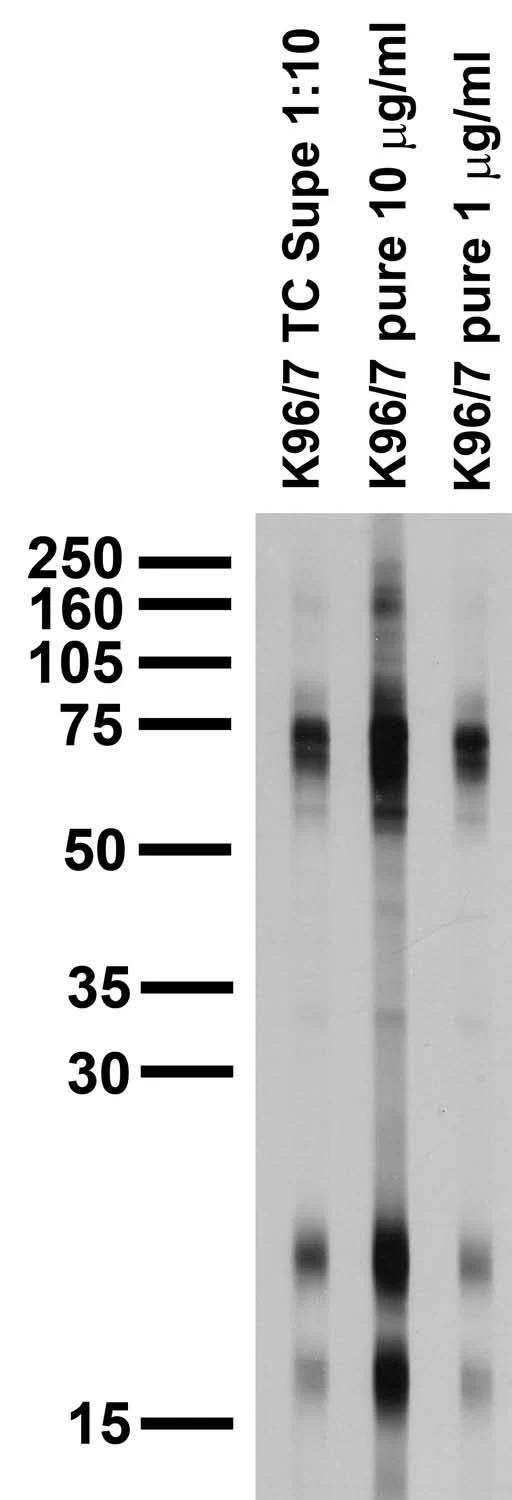 Anti-Pancortin Antibody - Image 3