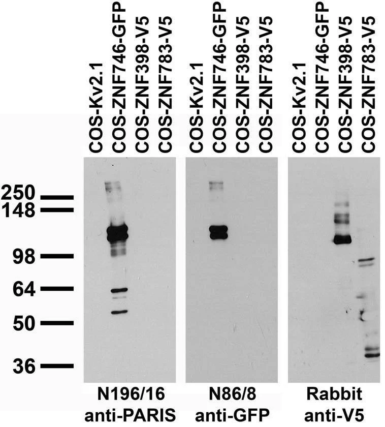 Anti-PARIS/ZNF746 Antibody - Image 2
