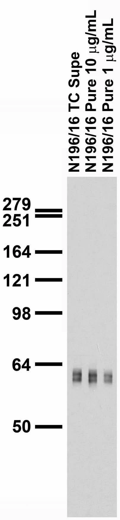 Anti-PARIS/ZNF746 Antibody - Image 3