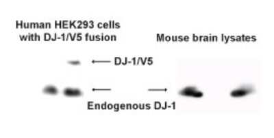 Anti-PARK7 Antibody