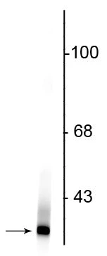 Anti-Park7 (DJ-1) Antibody