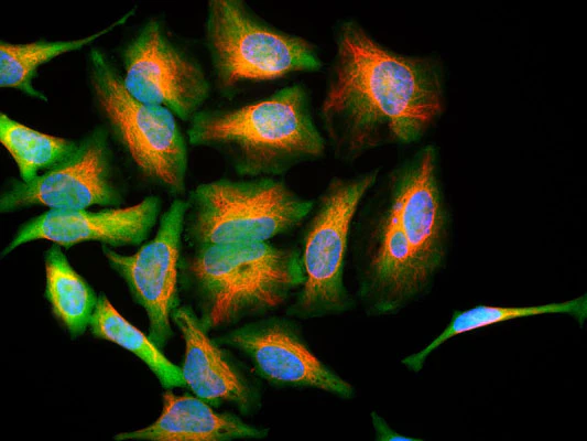 Anti-Park7 (DJ-1) Antibody - Image 2