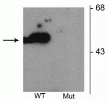 Anti-Parkin (Ser101) Antibody