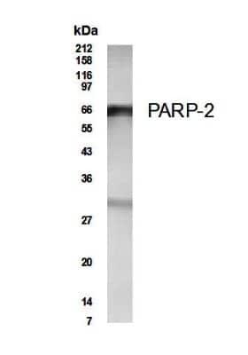 Anti-PARP2 Antibody