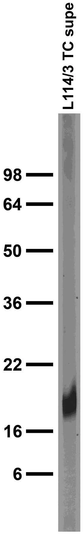 Anti-Parvalbumin Antibody - Image 4