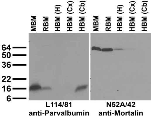 Anti-Parvalbumin Antibody - Image 2