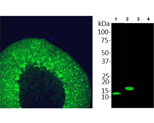 Anti-Parvalbumin Antibody