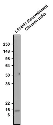 Anti-Parvalbumin Recombinant Chicken Chimeric mAb - Image 3