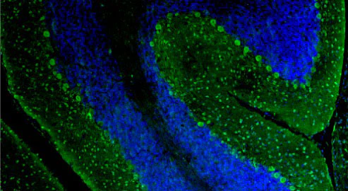 Anti-Parvalbumin Recombinant Chicken Chimeric mAb - Image 4