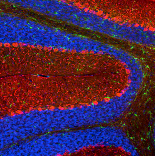 Anti-Parvalbumin Recombinant Chicken Chimeric mAb - Image 5