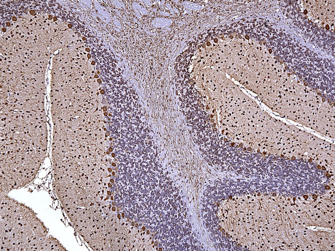 Anti-Parvalbumin Recombinant Chicken Chimeric mAb - Image 6