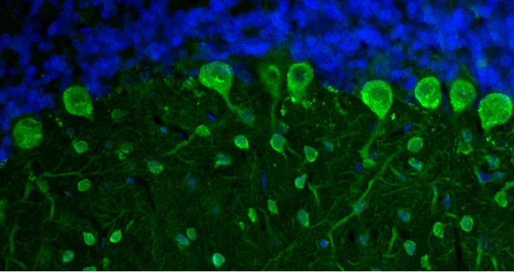 Anti-Parvalbumin Recombinant Chicken Chimeric mAb - Image 7