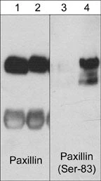 Anti-Paxillin (Ser-83), Phosphospecific Antibody