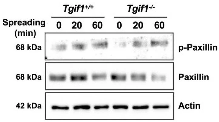 Anti-Paxillin (Ser-83), Phosphospecific Antibody - Image 3