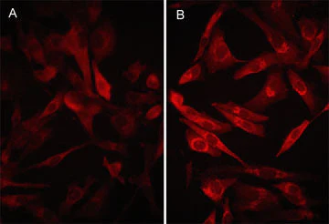 Anti-PD-L1 (Extracellular region) M051 Antibody - Image 2