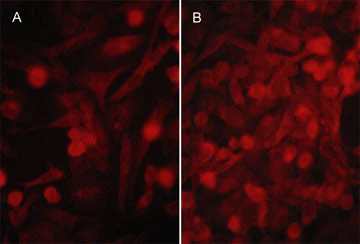 Anti-PD-L1 (Extracellular region) M080 Antibody - Image 2