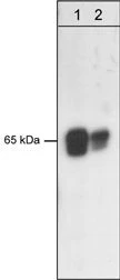 Anti-PDK1 (C-terminal region) Antibody