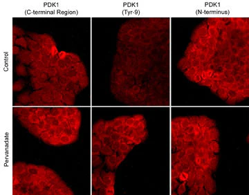 Anti-PDK1 (Tyr-9), Phosphospecific Antibody - Image 2