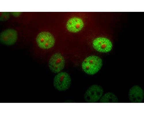 Anti-Peptidyl-prolyl cis-trans isomerase NIMA-interacting 1 (Pin1) Antibody