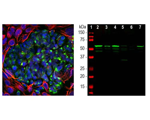 Anti-Peripherin Antibody - Image 3