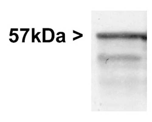 Anti-Peripherin Antibody