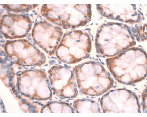 Anti-Peroxiredoxin-4 Antibody