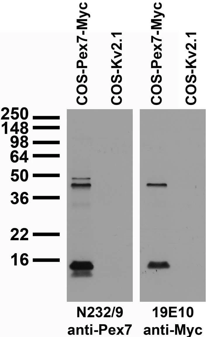 Anti-PEX7 Antibody
