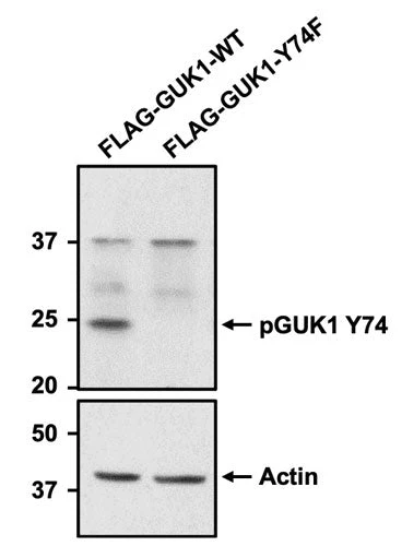 Anti-Phospho-GUK1 (Tyr74) Antibody