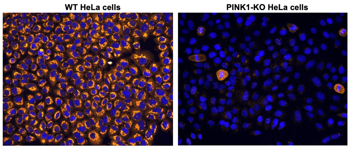Anti-Phospho-Ubiquitin Ser65 Recombinant Chicken Chimeric mAb