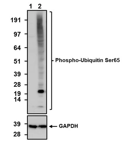 Anti-Phospho-Ubiquitin Ser65 Recombinant Chicken Chimeric mAb - Image 2