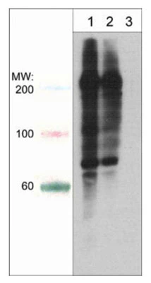 Anti-Phosphoserine/threonine Antibody