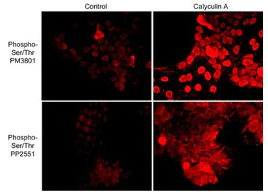 Anti-Phosphoserine/threonine Antibody - Image 2