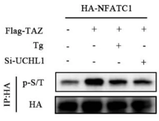 Anti-Phosphoserine/threonine Antibody - Image 3