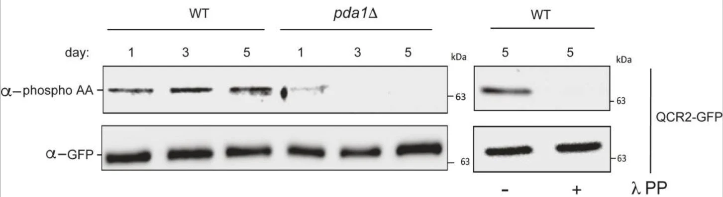 Anti-Phosphoserine/threonine Antibody - Image 4