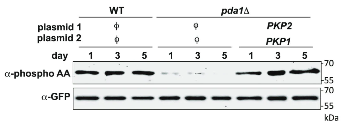Anti-Phosphoserine/threonine Antibody - Image 5