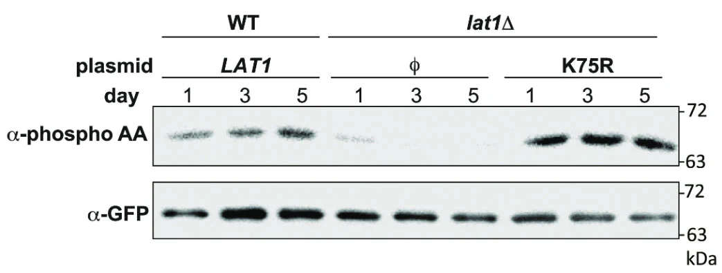 Anti-Phosphoserine/threonine Antibody - Image 6