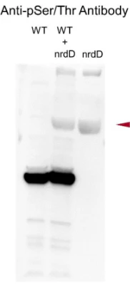 Anti-Phosphoserine/threonine Antibody - Image 7