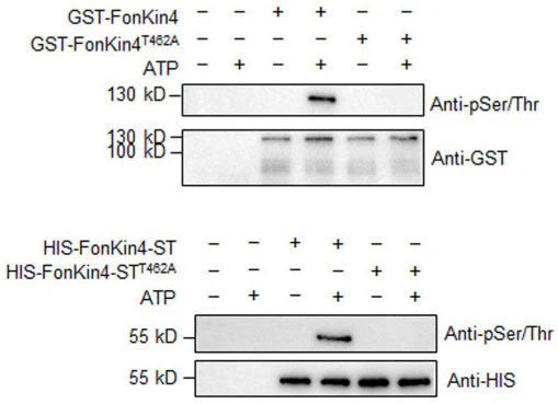 Anti-Phosphoserine/threonine Antibody - Image 4