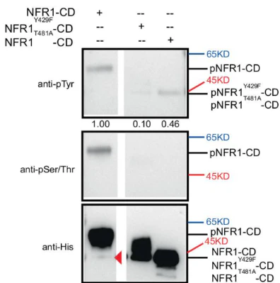 Anti-Phosphoserine/threonine Antibody - Image 5