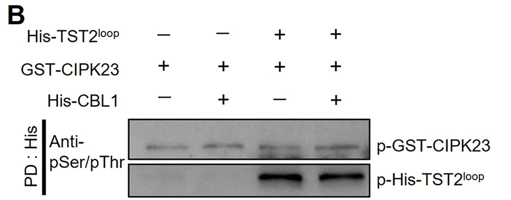 Anti-Phosphoserine/threonine Antibody - Image 6