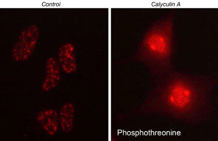 Anti-Phosphothreonine Antibody - Image 2