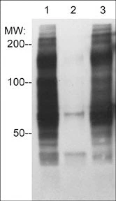 Anti-Phosphotyrosine Antibody